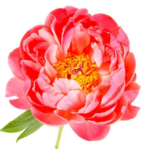 Peony